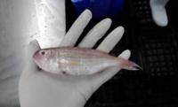 Frozen Surimi (Threadfin Bream) from 인도네시아 supplied by PT. Java Seafood - As per customer's request 어육소시지