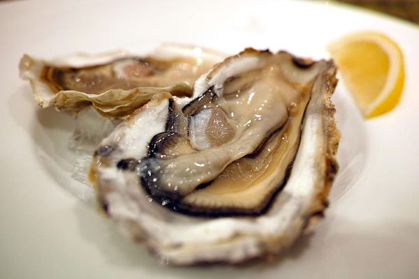 fresh oysters from 캐나다 supplied by Okeover Organic Oysters - Half Shell (=Half Shelled=Half Shucked) 신선 굴