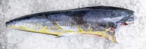 Mahi Mahi (CORYPHAENA HIPPURUS) Wild Catched from 코스타리카 supplied by Industrias Martec S.A. - 냉동 마히마히