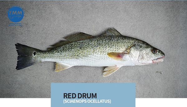 Fresh Red Fish from Mauritius supplied by Ferme Marine de Mahebourg Ltd - Skinless (=Skin Off) Frozen Redfish