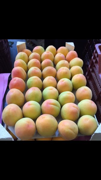 Kayısı from Turkiye supplied by Ahmet Tekkanat - Fresh Plum