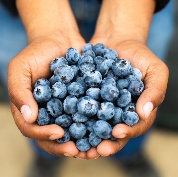 Blueberry from Peru supplied by The Fruitist Company - Whole Fresh Blueberry