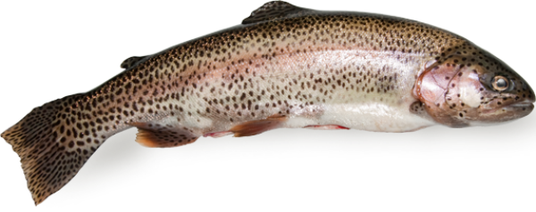 Rainbow Trout from Norway supplied by NORWAY ROYAL SALMON ASA - Rainbow Trout Fresh Trout