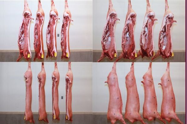 Fresh Pork from 브라질 supplied by The Four Import. Export Ltda - Fresh (=Chilled=Raw) 신선 돼지고기 햄 및 목살