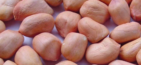 Confectionery Peanut from 아르헨티나 supplied by Lorenzati Ruetsch Y Cia S.A. - Shelled (=Kernel) 땅콩 알맹이
