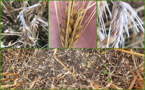 Winter Wheat from Czechia supplied by Supikovice - As per customer's request Wheat
