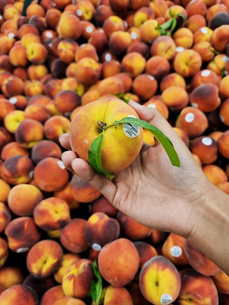 Peaches from 페루 supplied by Farm Fresh - Whole 신선 복숭아