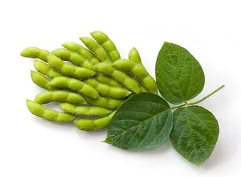 Soy Beans from 미국 supplied by J&J Corporation (DBA: Soyko International Inc.) - Green 대두