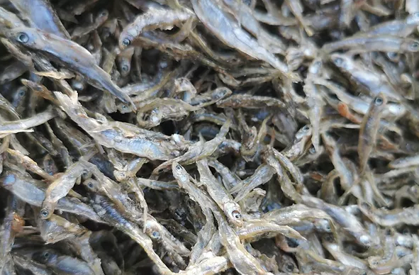 Sundried Silverfish from 우간다 supplied by Arrow Aquaculture (AAA) - Fresh (=Chilled=Raw) 기타 냉동 생선 통마리