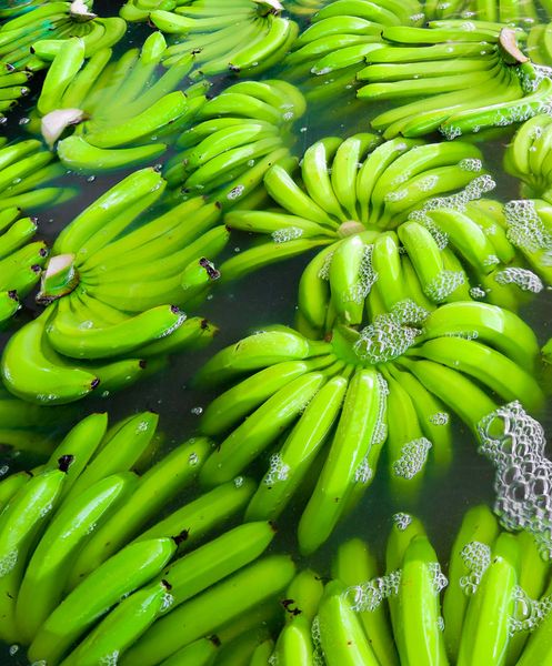 Banana from Peru supplied by Greenway S.A. - Green Fresh Banana