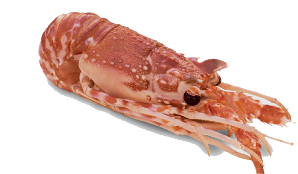 Fresh Lobster from 포르투갈 supplied by Litofish, Lda - Fresh (=Chilled=Raw) 신선 랍스터