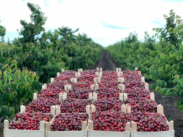 Fresh Sweet Cherries from Moldova supplied by SRL "Terra-Vitis" - SJ (28-30 mm) Fresh Sweet Cherry