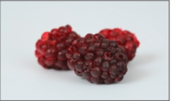 Blackberry from 세르비아 supplied by Drenovac Ltd. - Frozen 냉동 블랙베리