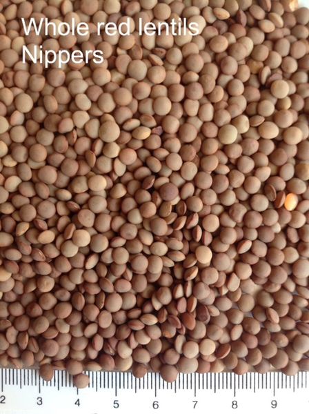 Lentil from 호주 supplied by Exports of Australia Pty Ltd - 25kg Bag 말린 렌틸
