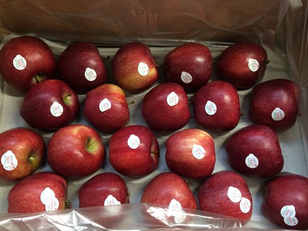 Fresh Apple from 폴란드 supplied by Grupa Sad Export - Champion (=Sampion=Shampion) 신선 사과