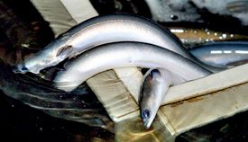 Eel from Denmark supplied by Royal Danish Fish - Smoked Eel
