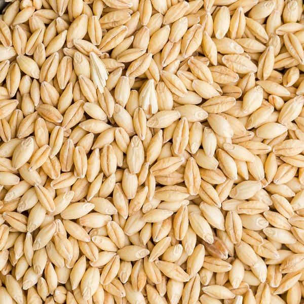 Barley from 불가리아 supplied by Vitagrain BG AD - Dried 보리
