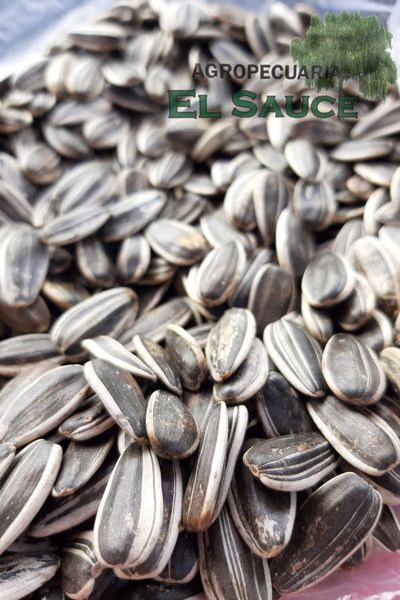 Sunflower Seed from 아르헨티나 supplied by Agropecuaria El Sauce S.R.L. - Grey Stripe (=Mammoth) 해바라기 씨