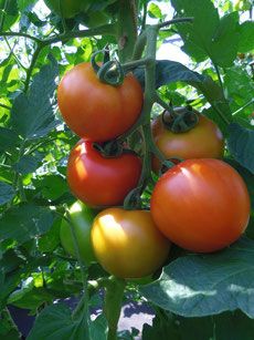 Fresh Organic Tomato from 독일 supplied by BioHof Borghoff - Turning Red 신선 토마토