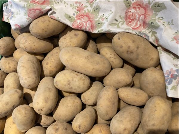 Fresh Potato from Switzerland supplied by Werro's Biohof - Brown Fresh Common Potato