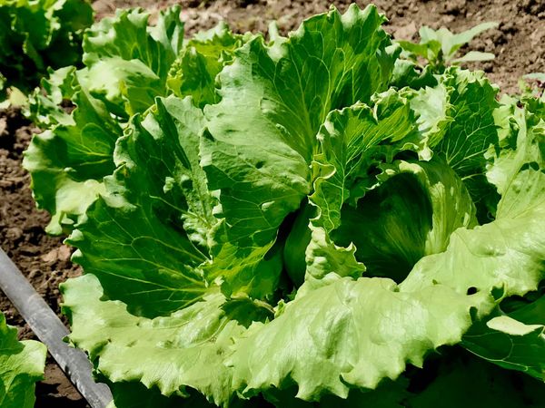 Lettuce from Ethiopia supplied by Raya Horti Farm - Multileaf Fresh Lettuce