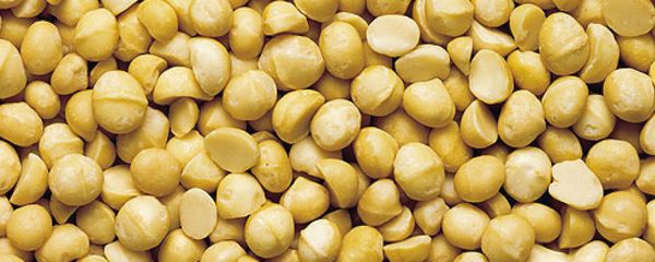 Macadamia Wholes and Halves from 남아프리카공화국 supplied by Ivory Macadamias - Whole Kernel 마카다미아 알맹이