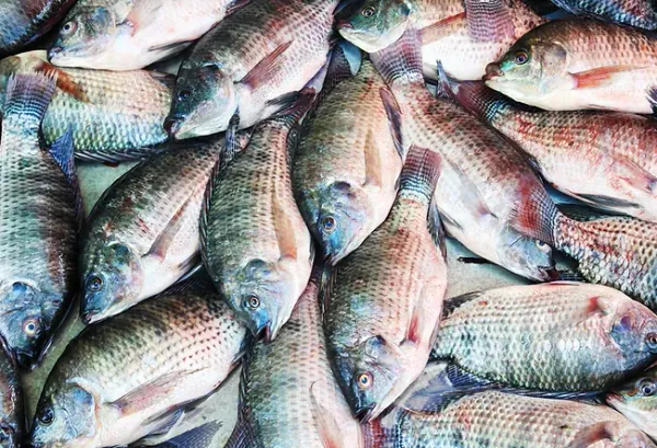Tilapia from 미국 supplied by Mega Harvest Corporation - Whole (=In The Round) 냉동 틸라피아