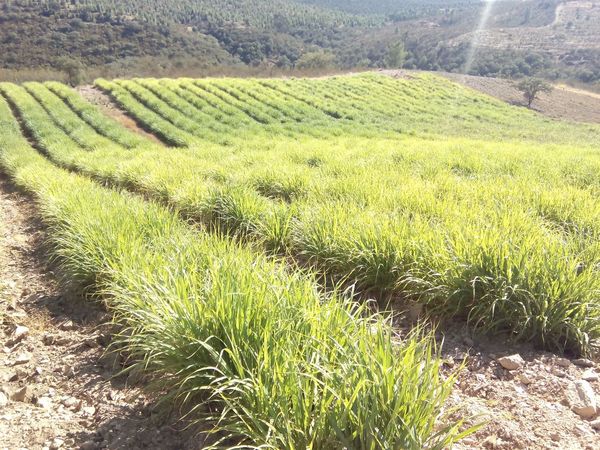 Lemongrass from 포르투갈 supplied by Vale da Sarvinda - Dried (=Dehydrated) 레몬그라스