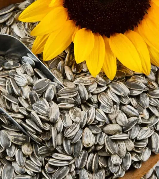Sunflower Seed from 아르헨티나 supplied by Phalaris Serranos S.A. - Black with White Stripes 해바라기 씨