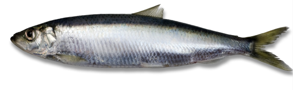 Herring from United Kingdom supplied by Denholm Seafoods Ltd - 10-20 pcs/kg Herring