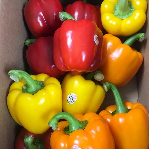 Fresh Bell Pepper from United States supplied by Huron Produce Ltd. - Green Fresh Bell Pepper