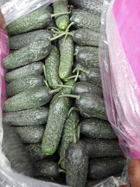 cucumber from 이란 supplied by Safiran Sepehr Paya - Green 신선 오이