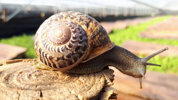 Helix Aspersa Maxima from 포르투갈 supplied by QdS, Sociedade Agrícola Lda - Fresh 냉동 달팽이