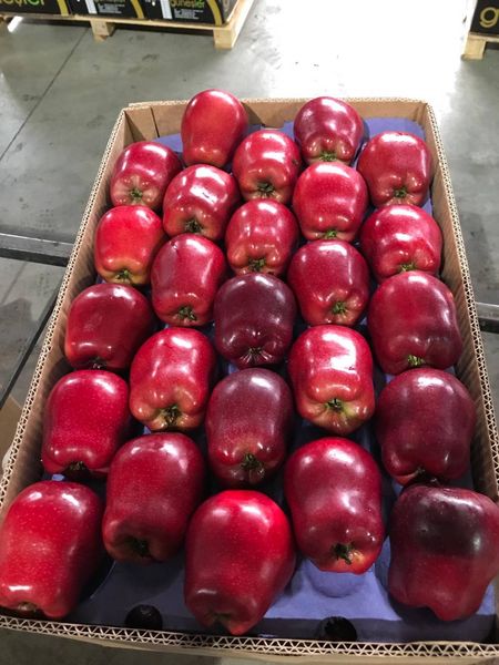 Red Delicious Apple from Thailand supplied by Cresco World Trading Co., Ltd - Gala Fresh Apple