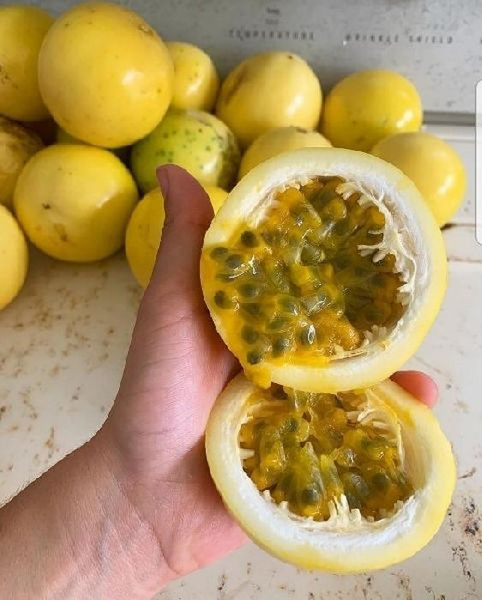 Indian Passion Fruit from India supplied by Green Pack Traders - Carton Box (=Cardboard Box) Other Fresh Fruits
