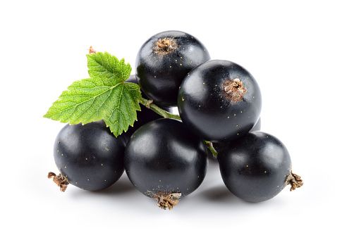 Fresh Black Currant from Germany supplied by Bauernhof Weggun GbR - Black Currant