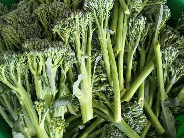 Broccoli from Kenya supplied by Kenya Fresh Produce Exporters Limited - Green Fresh Headed Broccoli