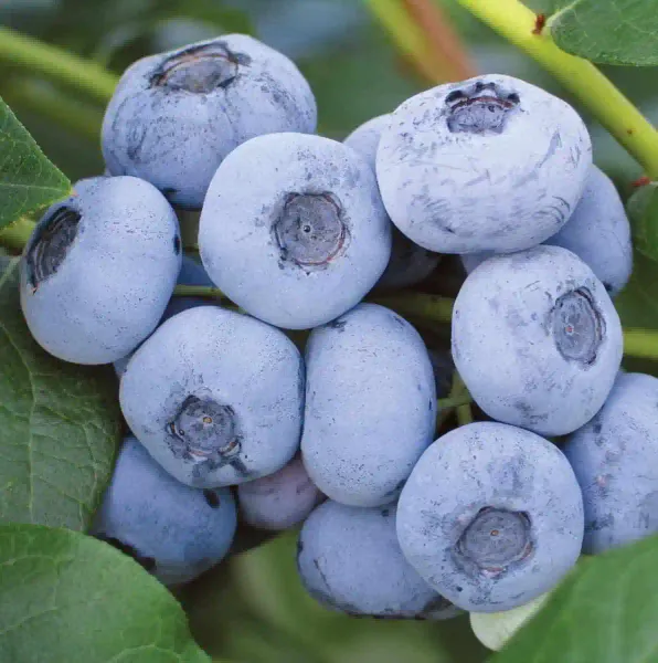 Blueberry - Liberty from 우크라이나 supplied by BlueBerry LLC - Plastic Punnets (=Clamshells) 신선 블루베리