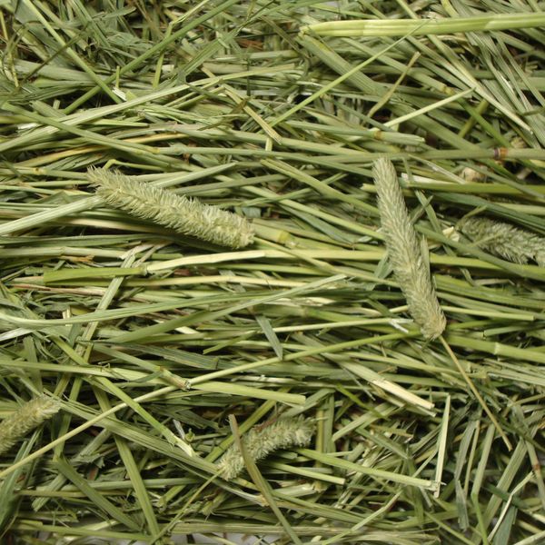 Timothy Hay from 미국 supplied by The Gombos Company - 전체 베일 건초