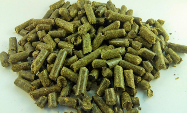 alfalfa from 폴란드 supplied by Agro Vital - For Feed 알팔파