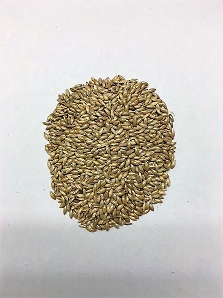 Canary seed from 캐나다 supplied by AgriTel Grain Ltd - Unhulled 카나리시드
