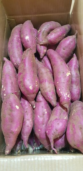 JAPANESE SWEET POTATO from 베트남 supplied by Sapo Daklak Co., Ltd - US No. 2 ( ≥1.5") 고구마
