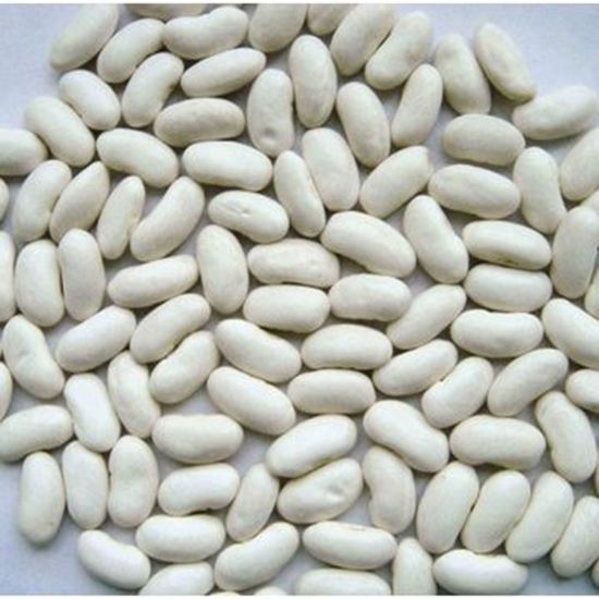 Egyptian White beans from 이집트 supplied by Elwan - Conventional 클러스터콩