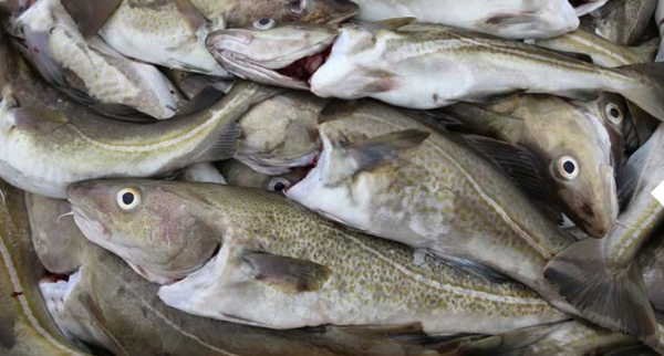 Fresh Trout from 노르웨이 supplied by AUSTEVOLL SEAFOOD ASA - Whole (=In The Round) 냉동 송어