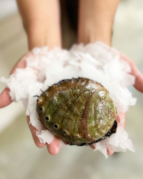 Abalone from 미국 supplied by Giovanni's Fish Market and Galley - Whole (=In Shell=Unshucked) 신선 전복