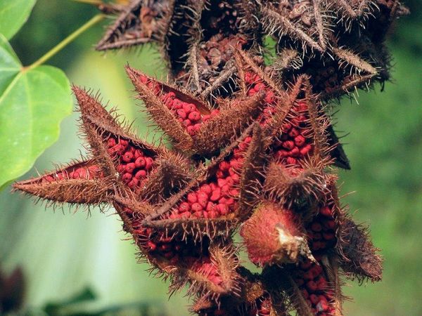 Annatto from 코트디부아르 supplied by AFRECO - Fresh (=Chilled) 아나토