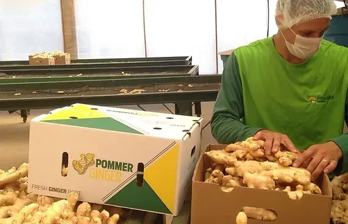 Fresh Ginger from Brazil supplied by Pommer Comercio Internacional Ltda. - Carton Box (=Cardboard Box) Whole Ginger