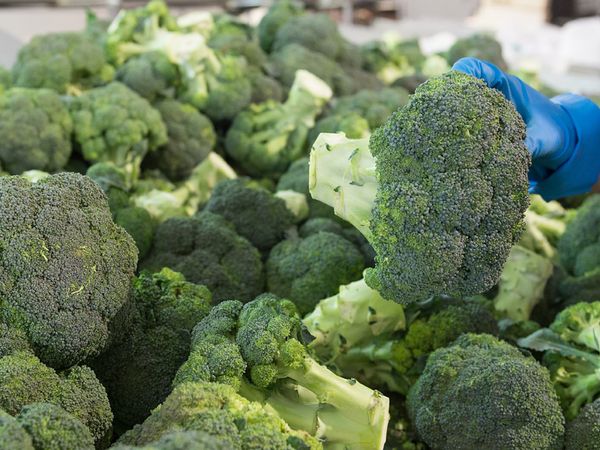 Fresh Broccoli from 스페인 supplied by Beyond Filed SL - Whole 신선 브로콜리 꽃