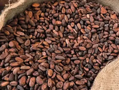 Cocoa Beans from 나이지리아 supplied by Chairman Export Company - Good Quality 코코아콩