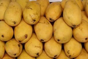 Philippine Mango from Philippines supplied by SL Agrifood Corporation - Carabao (=Philippine Mango) Fresh Mango